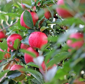 Gala Schniga&reg; SchniCo(s)