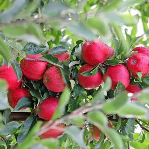 Gala Schniga&reg; SchniCo(s)