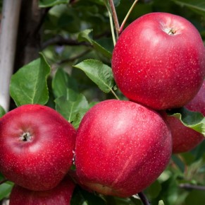 Gala Schniga&reg; SchniCo red(s)