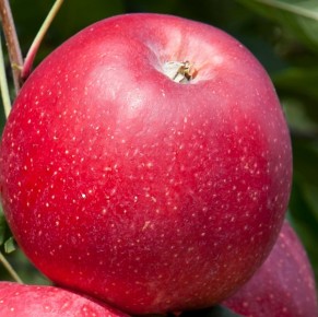 Gala Schniga&reg; SchniCo red(s)