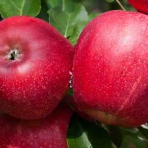 Gala Schniga&reg; SchniCo red(s)