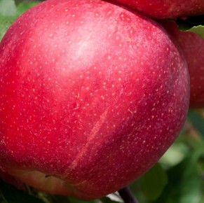 Gala Schniga&reg; SchniCo red(s)