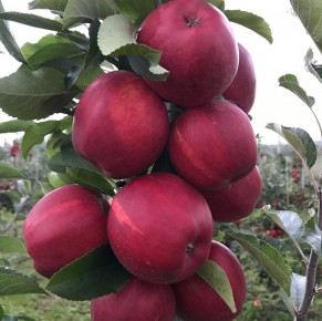 Gala Schniga&reg; SchniCo red(s)