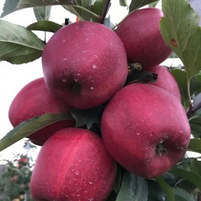 Gala Schniga&reg; SchniCo red(s)