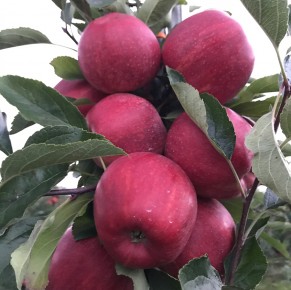 Gala Schniga&reg; SchniCo red(s)