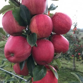 Gala Schniga&reg; SchniCo(s) 